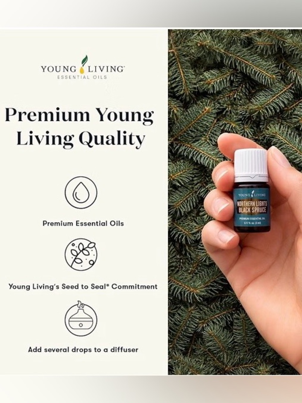 Young Living Northern Lights Black Spruce Essential Oil 5 ml Bottle Brand New - Picture 5 of 11